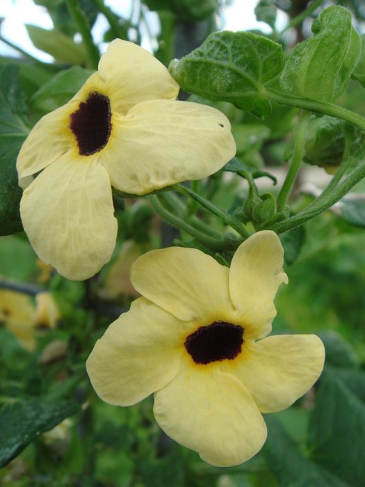 Thunbergia alata 'Susane jaune' fleur